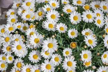 Daisy, bellis perennis, white flower with yellow center at Netherlands, Holland field background.
