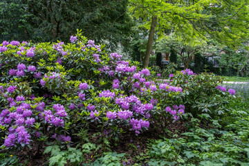 Rhododendron plant with purple flowers at Vondel Park, Amsterdam Netherlands. Nature background.