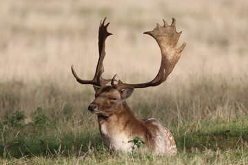Fallow Deer Stag (Dama dama) at rest during the rutting season.
