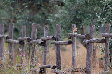 An Eurasian hoopoe (Upupa epops) perched on a fench