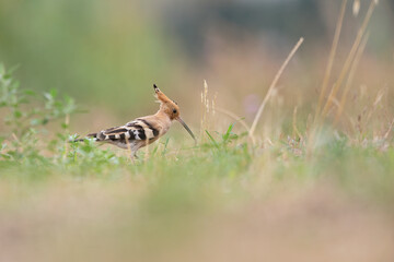 An Eurasian hoopoe (Upupa epops) foraging during the day on the ground.	
