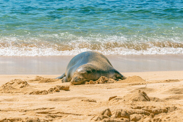 Monk seal resting on sandy tropical beach near ocean