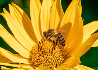 pszczoła na żółtym kwiatku topinamburu - obrazy, fototapety, plakaty