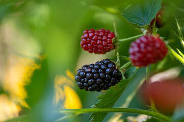 Fototapeta dojrzewające owoce jeżyny czerwone i czarne, olbrzymie obraz