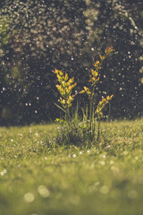 zielony i soczysty lubczyk w ogrodzie podlewany wodą