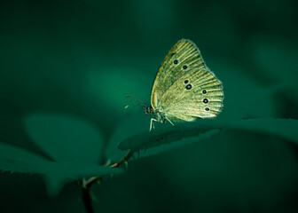 brązowy motyl na ciemnym tle © Henryk Niestrój