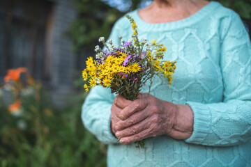 Fototapeta na wymiar Close up female senior hand holding flowers bouquet. Old wrinkled hands with a flowers in palms close-up. Social advertising of kindness. Grandmother's hands close up.