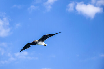 Large white seagull flies in blue sky with clouds, freedom in wild. Copy space. Selective focus.