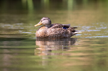 dzika kaczka płynie po rzece © Henryk Niestrój