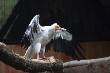portrait of Egyptian vulture sitting on a branch of a tree