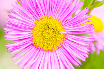Obraz premium Mexican fleabane or Erigeron karvinskianus in flower. Pink with yellow heart in the daisy family (Asteraceae)