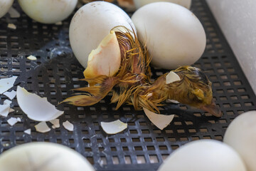 hatching of a duck chicken in an incubator