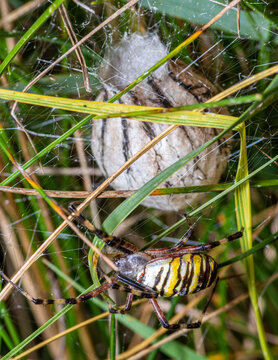 pająk tygrzyk paskowany (Argiope bruennichi) i kokon z młodymi przed zimą