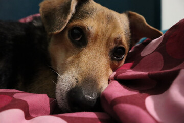 Relaxing with my sweet fake corgi Afro