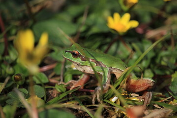 frog on the grass surrounded by flowers