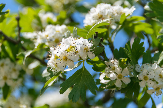 Beautiful White Azarole Flowers