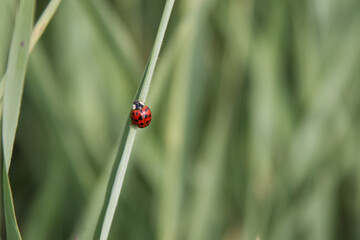 Ladybug close-up crawling on a blade of grass