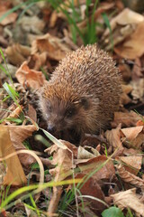 hedgehog in the grass
