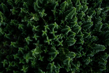 Green stems of succulents close up