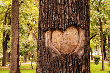 a heart carved into the bark of a tree.