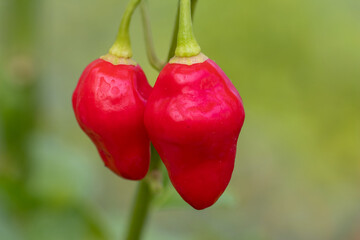 Hot pepper chilli trinidad pi 281317 (Capsicum chinense)