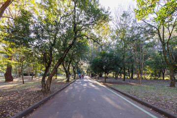Fototapeta na wymiar Linda paisagem do parque publico com muitas arvores e contato com a natureza 