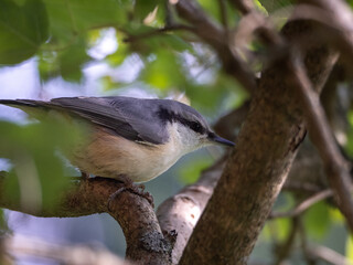 Nuthatch sitting in the forest.