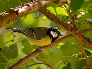 Obraz premium Great titmouse in the forest.