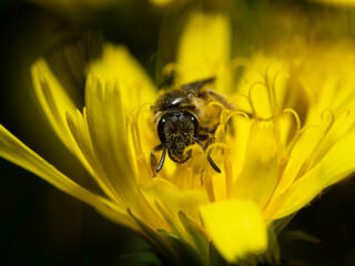 Bee in a flower.