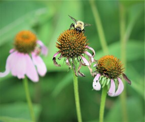 Bee on flower