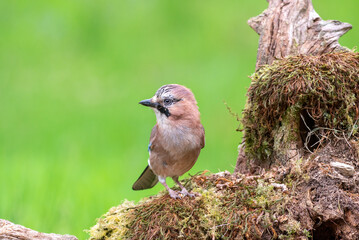 Eurasian Jay, Garrulus Glandarius, perched on a moss covered log against a blurred green background