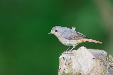 Female Redstart, Phoenicurus Phoenicurus, on a tree stump in a woodland setting