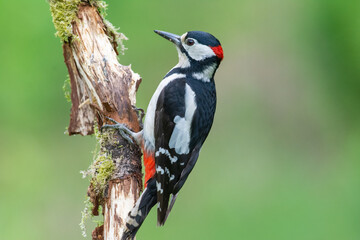 Great spotted woodpecker, Dendrocopos Major, walking up a damaged, moss covered tree branch, in a woodland setting