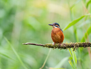 Kingfisher, Alcedo Atthis,  on a lichen covered branch