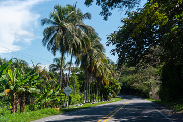 Obraz na płótnie Canvas Rural road in tropical climate with palm trees on the side. Colombia.