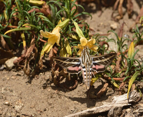 sphinx moth at nectar