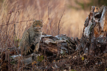 European wildcat, felis silvestris, sitting next to stump in autumn nature. Stripped hunter looking...