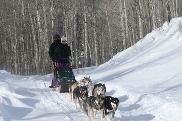 Dog sled Dog Snow Vehicle Dog breed Carnivore