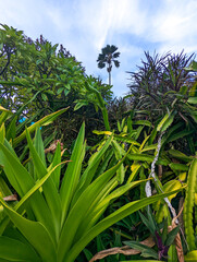 Obraz na płótnie Canvas Closeup view of green pandanus veitchii stems and leaves growing in an empty field in Oahu, Hawaii