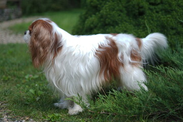 cavalier king charles spaniel dog
