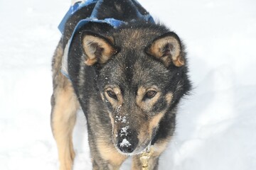 Head Dog Snow Eye Dog breed Carnivore