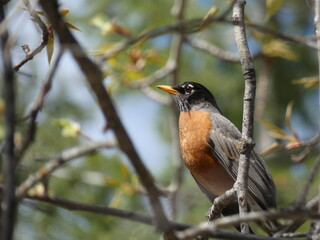 American Robin in Spring