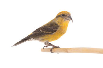 female yellow crossbill (loxia curvirostra) sitting on a tree branch isolated on white background