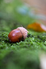 Closeup or macro of an acorn in moss