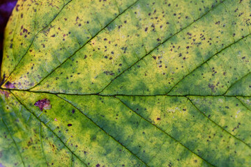 Closeup or macro of a green leaf