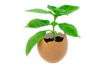 A green plant growing in an egg shell as nature and ecology concept