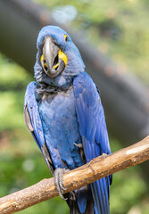 The hyacinth macaw is a blue-eyed parrot endemic to South America. With a weight of up to 1.3 kg and a length of up to one meter, the hyacinth macaw is the largest flying parrot in the world.