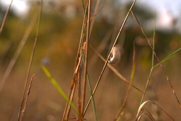 Snails on a twig in the park on a hot summer day, selective focus, bokeh