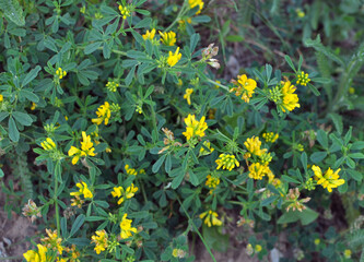 Blossoms of alfalfa sickle (Medicago falcata)