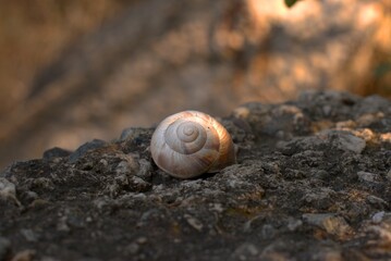Snails on the slope, big snail on a large black stone, selective focus, bokeh